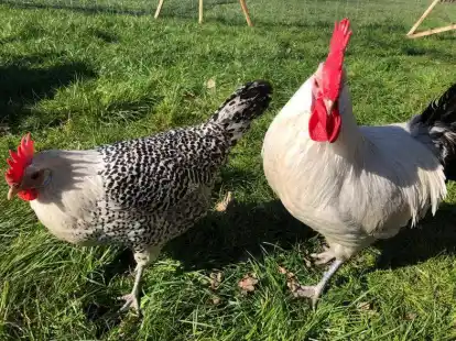 Die Ostfriesische Silberm&ouml;we ist eine alte eingesessene Rasse.