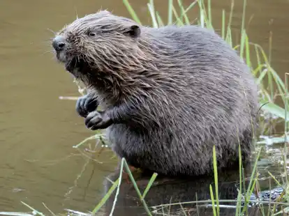 Der zwischenzeitlich als ausgerottet eingestufte Biber besiedelt langsam wieder seine angestammten Reviere.