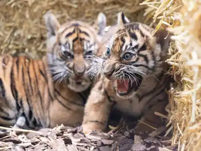 Die kleinen Sumatra-Tiger erkunden ihre Umgebung.