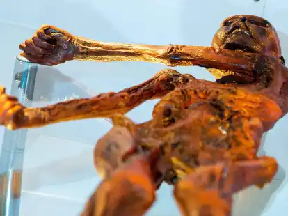 Ein Replikat des 1991 in den &Ouml;tztaler Alpen entdeckten Steinzeitmenschen &laquo;&Ouml;tzi&raquo; im Museum f&uuml;r Naturkunde in Magdeburg.