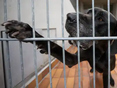 Die Dogge Giorgio gibt Pf&ouml;tchen durch die Gitter des Zwingers. Der Hund ist seit 2018 im Tierheim.