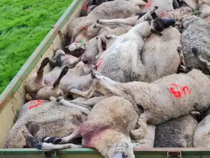 Trauriger Anblick: Tote Schafe mussten von einer Weide im Kreis Stade abtransportiert werden.