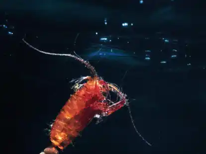 Ruderfu&szlig;krebse (Copepoda) bilden den gr&ouml;&szlig;ten Anteil des Zooplanktons. Hier ist ein eiertragendes Weibchen einer r&auml;uberisch lebenden Art zu sehen.