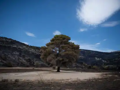 Ein Baum steht in einem verbrannten Wald im Nordwesten Athens.