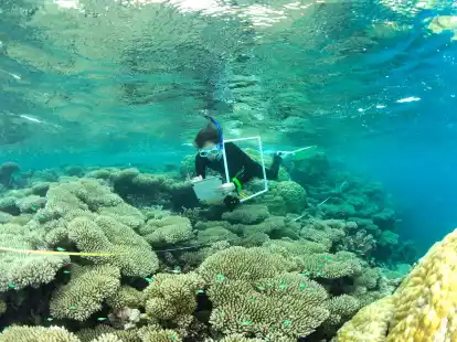 Eine Wissenschaftlerin &uuml;berwacht das Korallenwachstum an Riffen im Indischen Ozean.