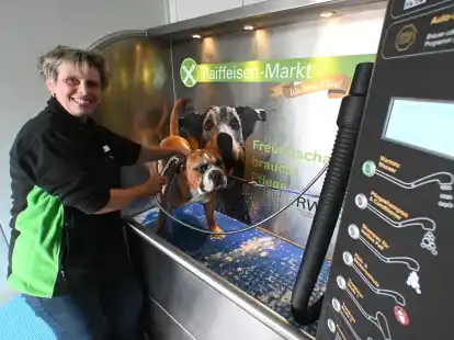 Warmwasser l&auml;uft: Maren Hartmann w&auml;scht ihrer Bulldogge Mojo Shampoo und Conditioner ab. Rechts zu sehen sind die Tasten f&uuml;r die einzelnen Programmpunkte. Der dicke Schlauch ist der Turbotrockner.