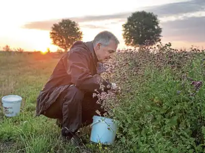 <p>Gem&uuml;seg&auml;rtner Marko Seibold beim Ernten im Sonnenaufgang in Henstedt. </p>