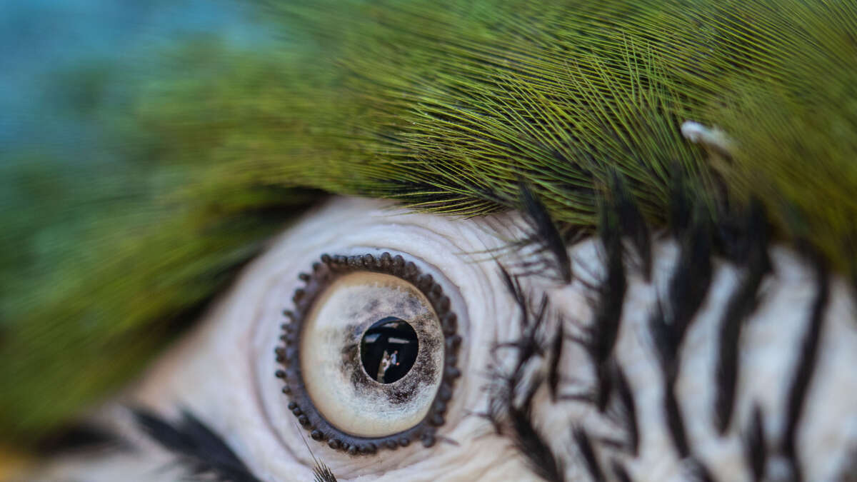 Prozess um Fall in Wilhelmshaven Papageien jagten Einbrecher aus dem Haus