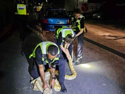 Polizeibeamte fangen den 3,6 Meter langen Python ein.
