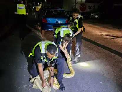 Polizeibeamte fangen den 3,6 Meter langen Python ein.