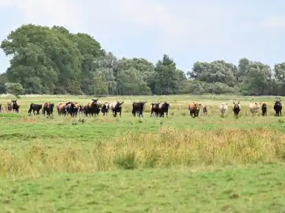 Der Nabu verkleinert derzeit seine Herden bei den Weideprojekten Coldam und Thedingaer Vorwerk. Der Landkreis Leer will die Projekte bis Monatsende beenden, der Nabu betont allerdings, dass f&uuml;r eine tierschutzgerechte Aufl&ouml;sung der Herden mehr Zeit ben&ouml;tigt werde.