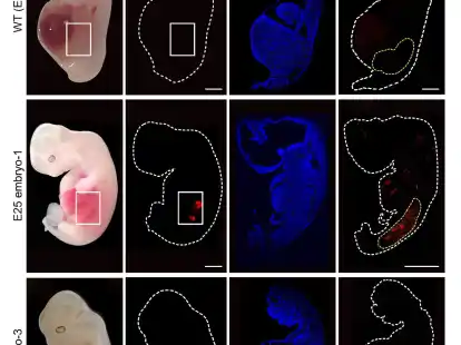 Eine grafische Darstellung zeigt &laquo;humanisierte&raquo; Nierenzellen (rote Fluoreszenz) im Inneren von Embryos von Schweinen im Vergleich zu normalen, nicht manipulierten Schweineembryos.
