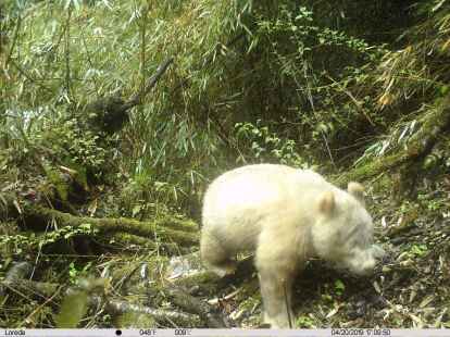 Dieses Infrarotkamerabild, aufgenommen mit einer Fotofalle, zeigt den Albino-Panda in der s&uuml;dwestchinesischen Provinz Sichuan.