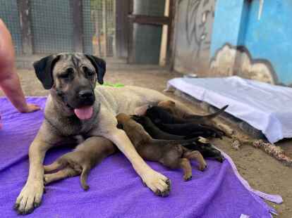 Kangal-H&uuml;ndin Mira mit Nachwuchs - die Kleinen hei&szlig;en Chardonnay, Domina, Dornfelder, Kerner, Merlot, Regent, Riesling, Rivana, Silvana und Syrah.