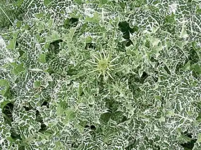 Mariendisteln entwickeln im ersten Jahr kräftige, gelappte Blätter mit weißgrüner Zeichnung, die an den Rändern starke Dornen aufweisen.