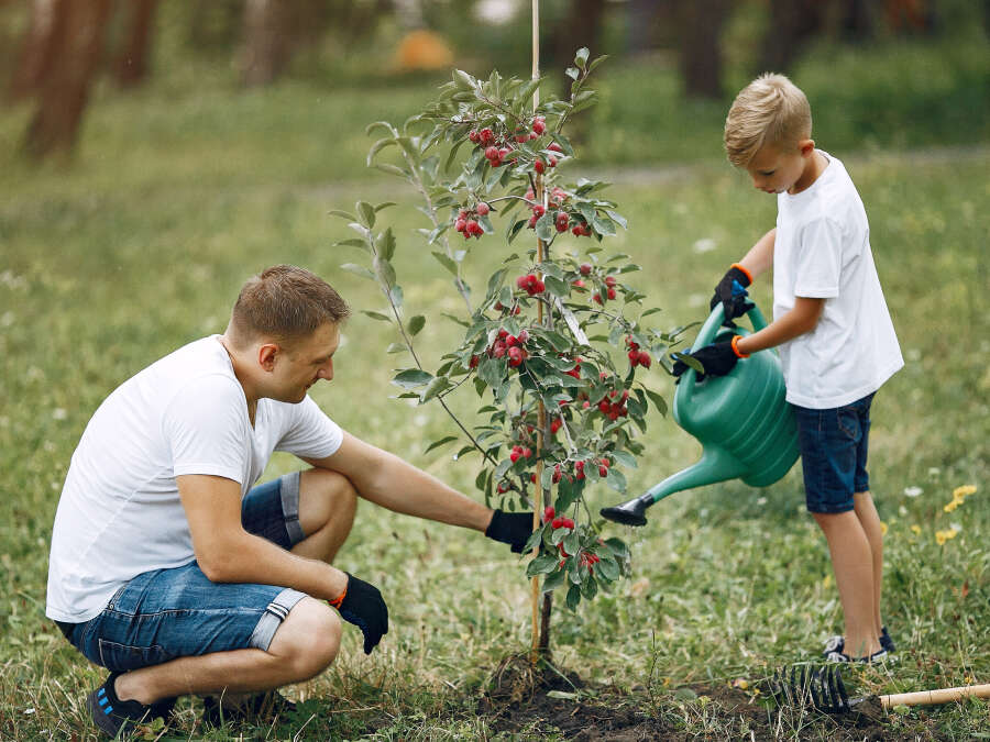 Bestattung Niedersachsen Baumbestattung im eigenen Garten
