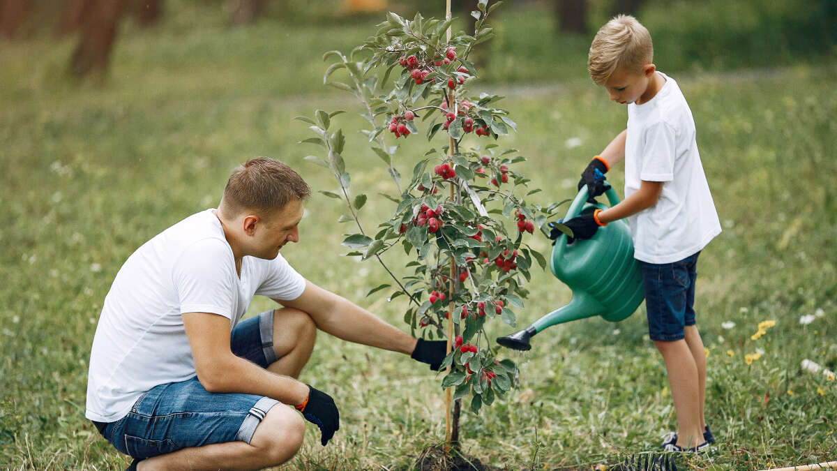 Bestattung Niedersachsen Baumbestattung im eigenen Garten