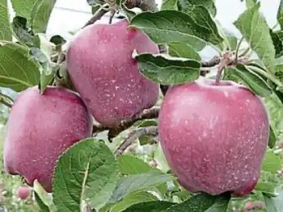 Pfl&uuml;ckreife &Auml;pfel erkennt man  daran, dass sich der Stiel leicht vom Zweig drehen l&auml;sst.