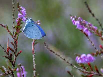 Der sehr seltene Hochmoorbl&auml;uling (Plebejus optilete) im Teufelsmoor. (Jens B&uuml;ttner/dpa)