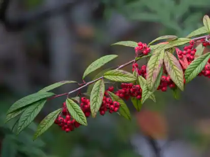 Die Zwergmispel setzt noch einen drauf: Viele Sorten tragen im Winter grünen Blätter und auch noch strahlend rote Beeren.
