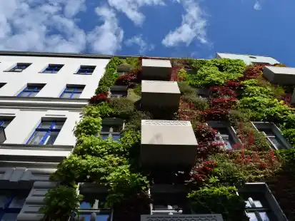 Ob boden- oder wandgebundenes Gebäudegrün: die Fassadenbegrünung zahlt auf die Luftqualität ein, dient als Versickerungsfläche, hat einen kühlenden Effekt und trägt  auch zur biologischen Vielfalt bei.