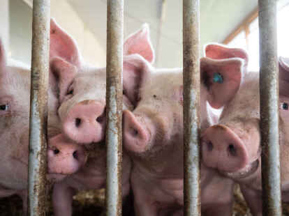 Schweine gucken durch das Gitter eines Schweinestalls. Das Diversifizierungsprogramm f&uuml;r Schweinehalter wird nach Angaben des Agrarministeriums stark nachgefragt.