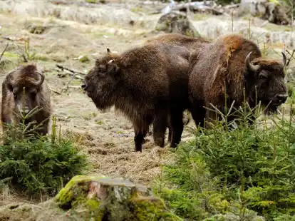 Wisente auf einer Wiese.