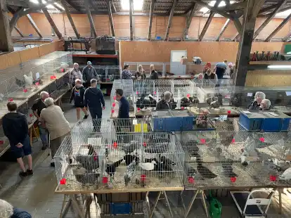 200 Enten, G&auml;nse, H&uuml;hner, Tauben und Ziergefl&uuml;gel pr&auml;sentieren die Z&uuml;chterinnen und Z&uuml;chter des Stedinger Rassegefl&uuml;gelzuchtvereins bei der 71. Stedinger Rassegefl&uuml;gelschau am 21. und 22. Oktober.