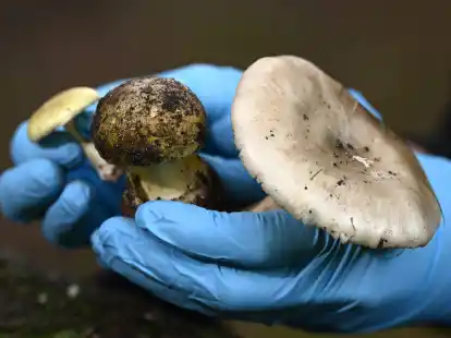 Eine Wissenschaftlerin vom Royal Botanic Garden Victoria zeigt giftige Knollenbl&auml;tterpilze.