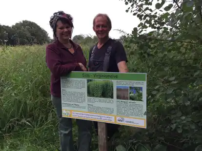 Zweites Feld in Hollwege im Landkreis Ammerland bepflanzt: Monika Oltmanns-Mansholt und Herbert Mansholt setzen auf die Virginiamalve als &ouml;kologische Maisanbau-Alternative.