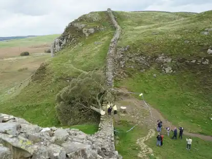 Ein illegal gef&auml;llter&nbsp;Baum hat den&nbsp;Hadrianswall besch&auml;digt.