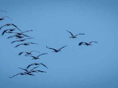 Derzeit sind viele Zugv&ouml;gel unterwegs - so wie diese Kraniche, hier in Mecklenburg-Vorpommern.