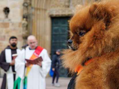 Zwergspitz Mascha blickt zu Geistlichen anl&auml;sslich einer Tiersegnung vor dem Osnabr&uuml;cker Dom.