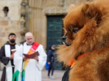 Zwergspitz Mascha blickt zu Geistlichen anl&auml;sslich einer Tiersegnung vor dem Osnabr&uuml;cker Dom.