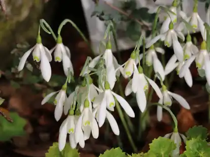 Blühen bereits ab Mitte November: die Königin-Olga-Schneeglöckchen