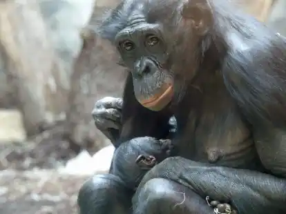 Bonobo-Weibchen &laquo;Nayoki&raquo; mit ihrem Jungtier im Frankfurter Zoo.