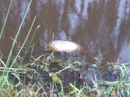 80 tote Fische sind in den vergangenen zwei Wochen aus der Sandhorster Ehe geborgen worden. Die Untere Wasserbeh&ouml;rde des Landkreises beobachtet jetzt die Situation.