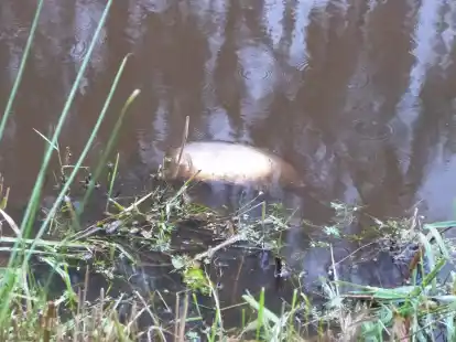 80 tote Fische sind in den vergangenen zwei Wochen aus der Sandhorster Ehe geborgen worden. Die Untere Wasserbeh&ouml;rde des Landkreises beobachtet jetzt die Situation.