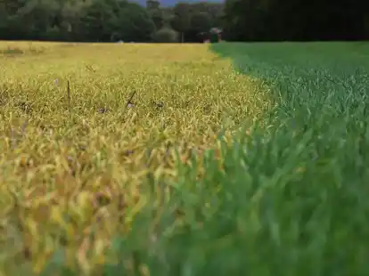 Auf die frischen gr&uuml;nen Bl&auml;tter wurde ein Totalherbizid mit dem Wirkstoff Glyphosat ausgebracht. Dadurch sterben die gr&uuml;nen Pflanzen ab (links) und verf&auml;rben ihre Bl&auml;tter charakteristisch gelb.