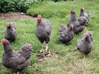 Die schwarz-wei&szlig;en Zwerg-Wyandotten.