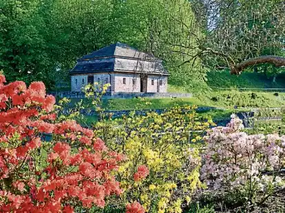 Bl&uuml;hende Pracht beim Wandeln auf dem Azaleenweg im Kurpark.