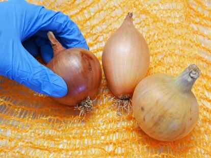 Zwiebeln der Sorten (l-r) Stanova, Birnenf&ouml;rmig und Hytech F1 im Max Rubner Institut (MRI) in Karlsruhe.