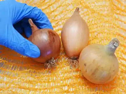 Zwiebeln der Sorten (l-r) Stanova, Birnenf&ouml;rmig und Hytech F1 im Max Rubner Institut (MRI) in Karlsruhe.
