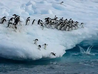 Kaiserpinguine im Weddellmeer.