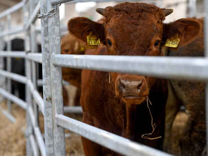 Ein Kalb auf dem Gallimarkt in der Ostfrieslandhalle: Eine unbekannte Tiersch&uuml;tzerin erhob Vorw&uuml;rfe gegen den Viehmarkt.