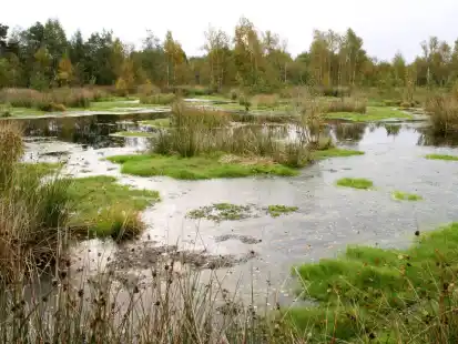 Hochmoore wie dieses sind wichtig f&uuml;r den Klimaschutz, deshalb hat der Nabu einen Leitfaden erarbeitet.