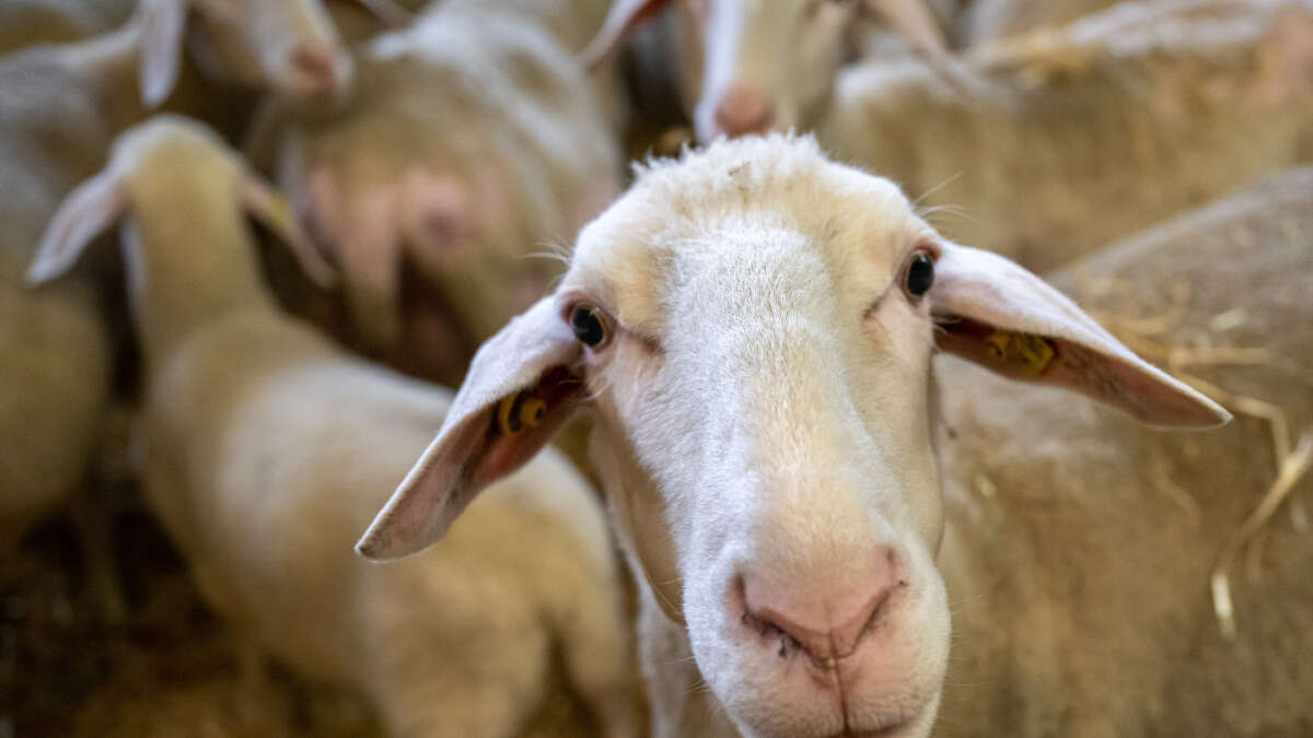 Suspected bluetongue disease - Operations closed in Ammerland