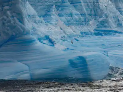 Ein Gletscher im Weddellmeer: Nachdem der aktuelle Vogelgrippe-Ausbruch die Antarktis erreicht hat, bef&uuml;rchten Umweltexperten ein Massensterben von Seev&ouml;geln.