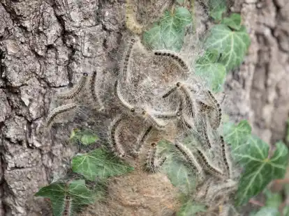 Eichenprozessionsspinner sind am Stamm einer Eiche zu sehen. Die giftige Raupe breitet sich immer weiter im Landkreis Leer aus und auch in diesem Jahr mussten zahlreiche Nester entfernt werden.