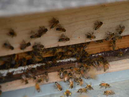 Noch sind sie aktiv und fliegen aus: Die Bienen ziehen sich erst mit sinkenden Temperaturen zur&uuml;ck.